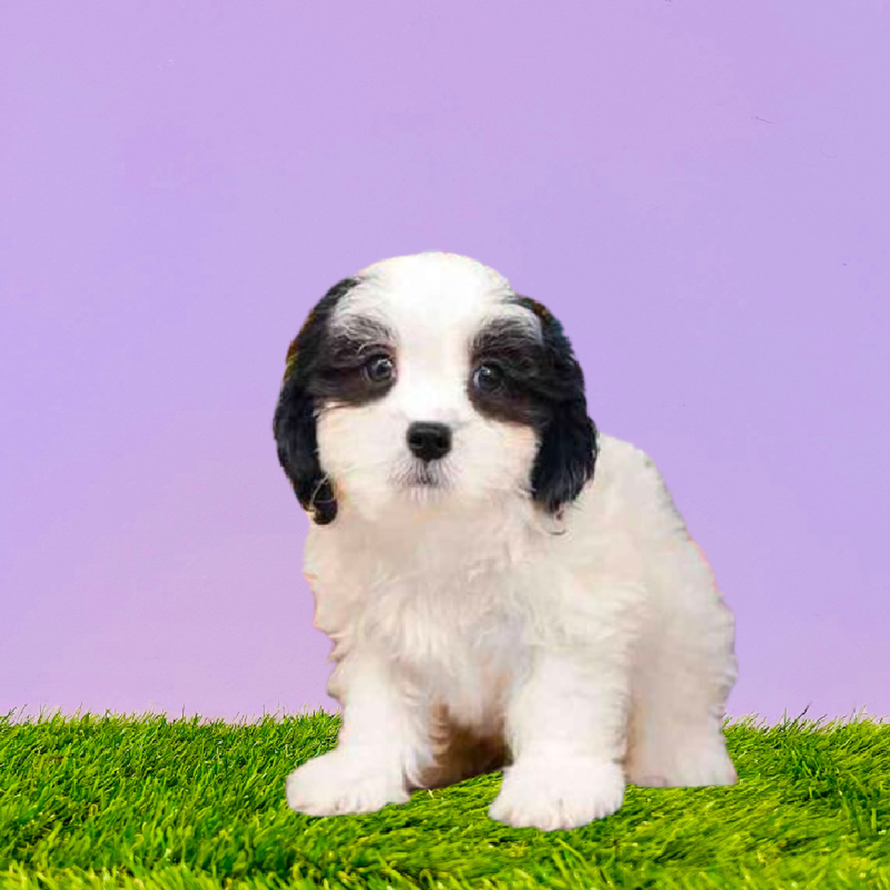 carousel pet images