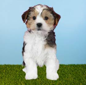 Yorkie-Poo