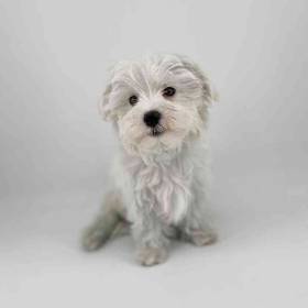 Maltese