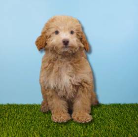 Poodle