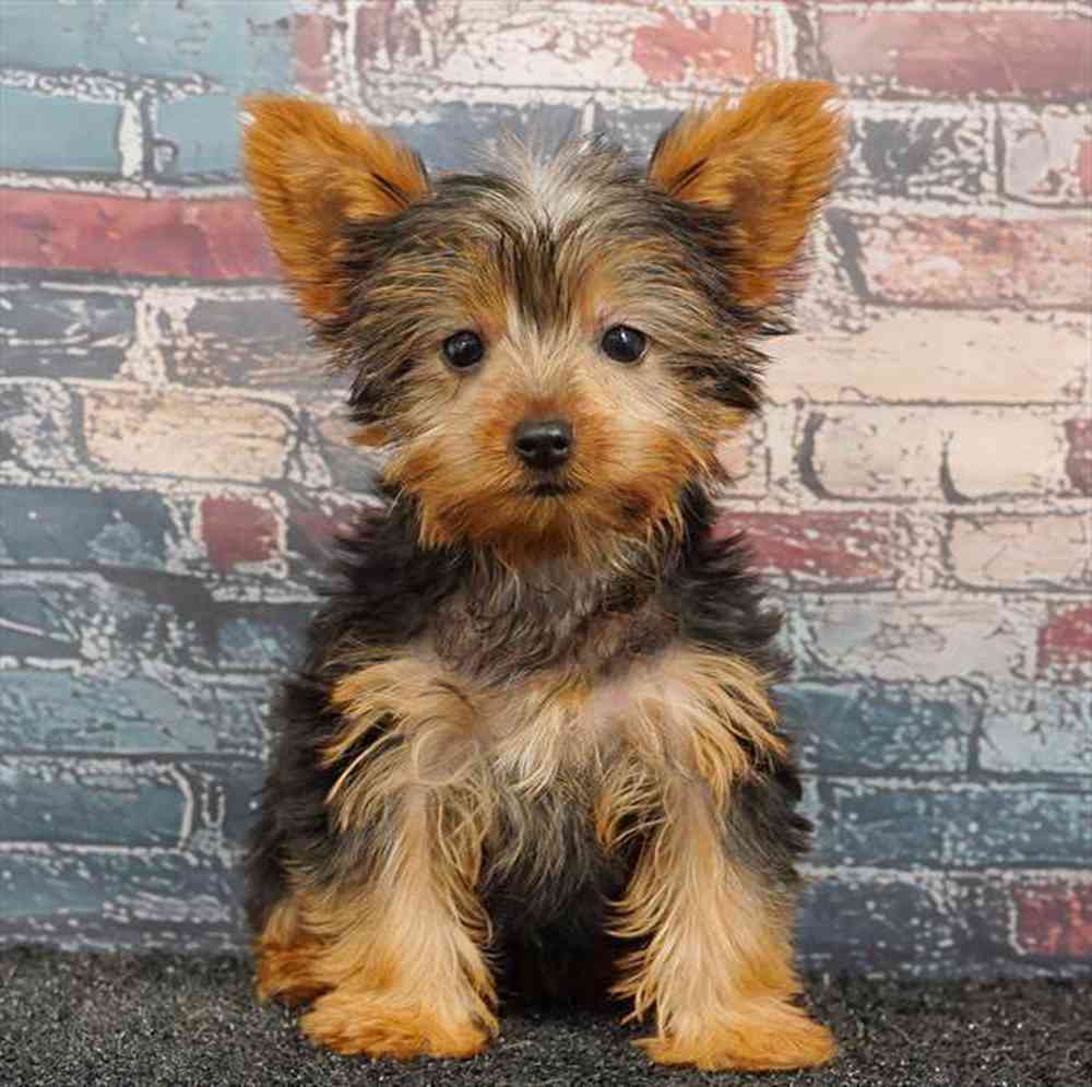 pet breed image