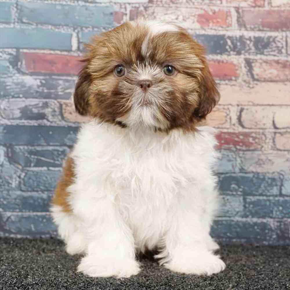Image of a pet breed in the gallery