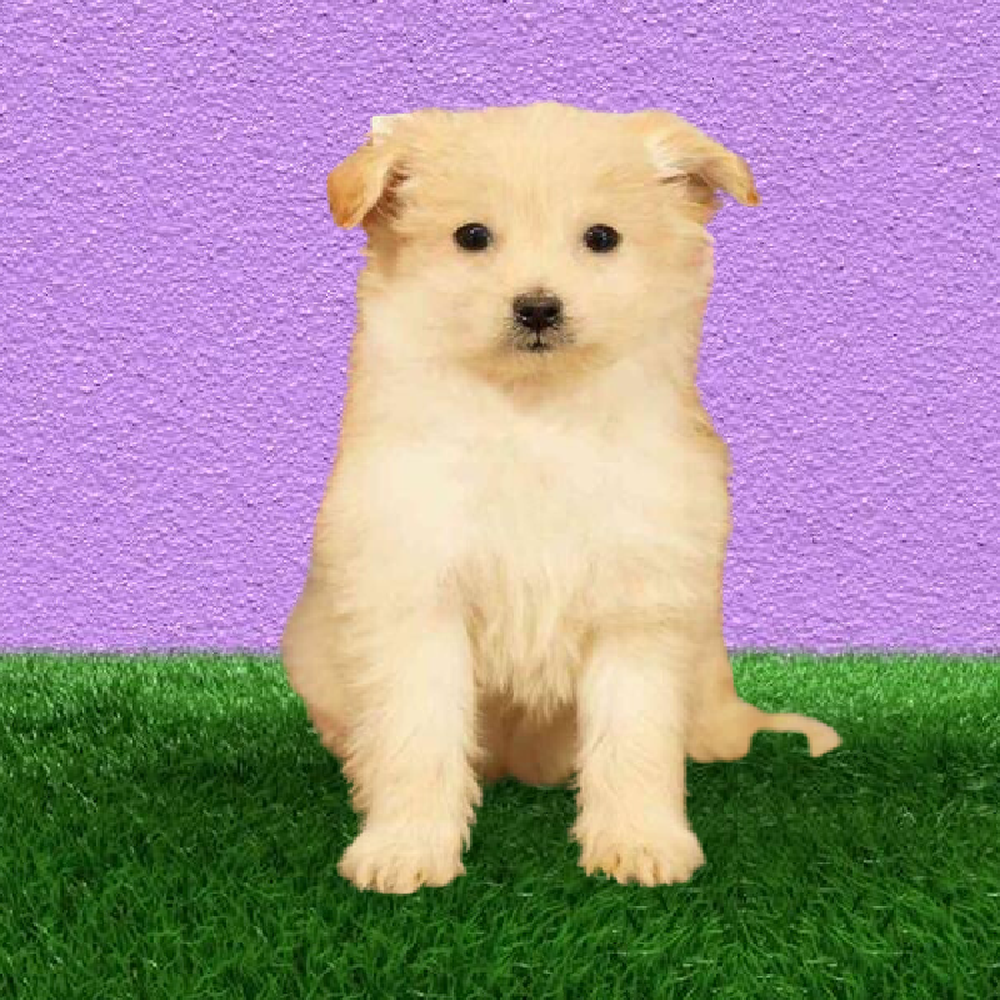 Female Pom-A-Poo Puppy for Sale in Marietta, GA