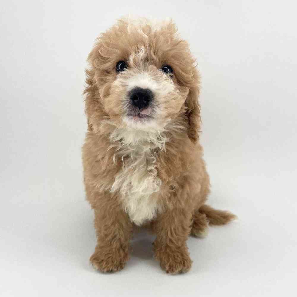 Image of a pet breed in the gallery