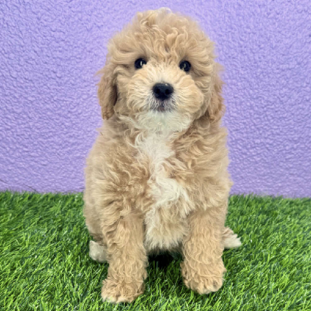 Image of a pet breed in the gallery