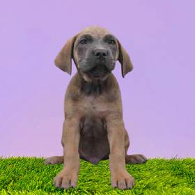 Cane Corso