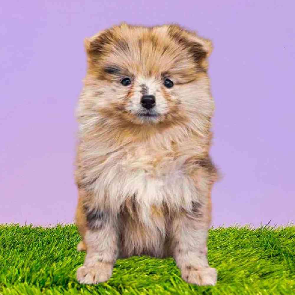 carousel pet images