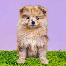 Pomeranian