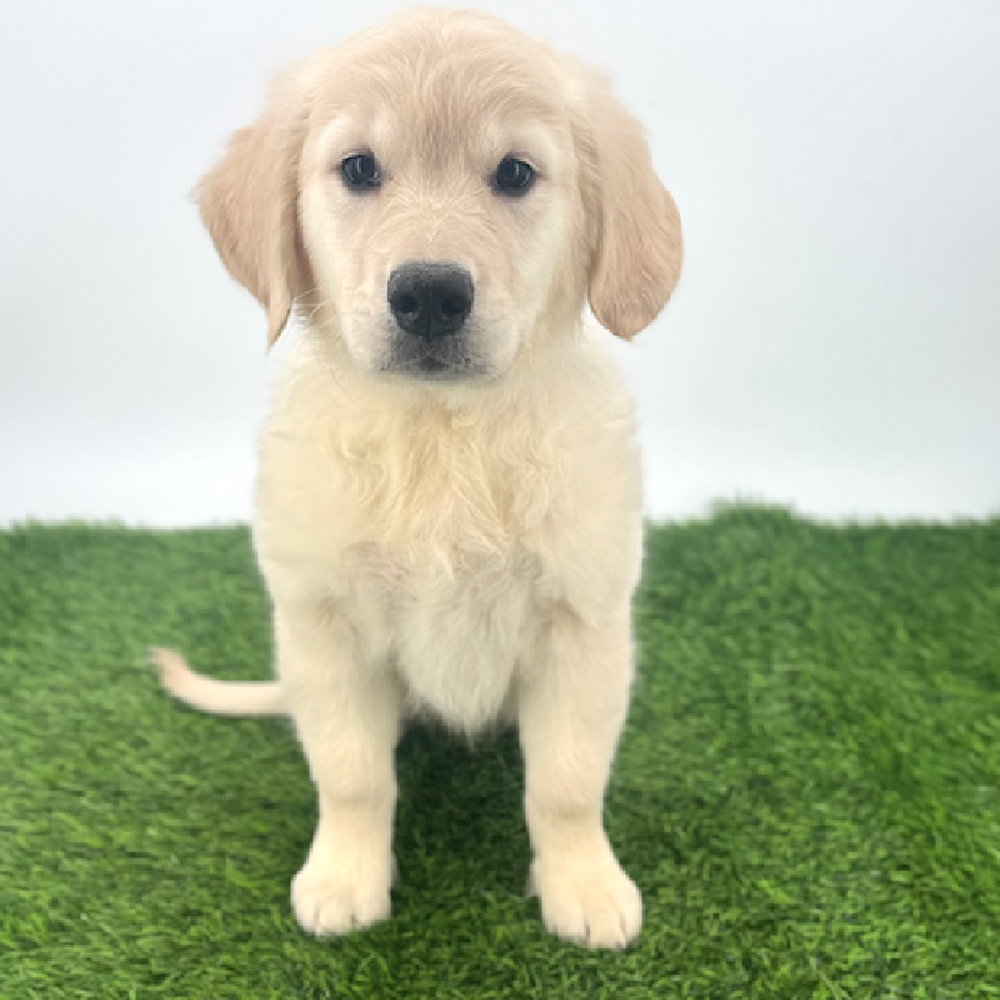 Image of a pet breed in the gallery