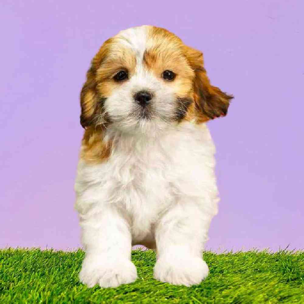 Female Teddy Bear Puppy for Sale in Puyallup, WA