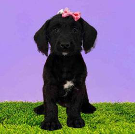 Bichon - Dachshund