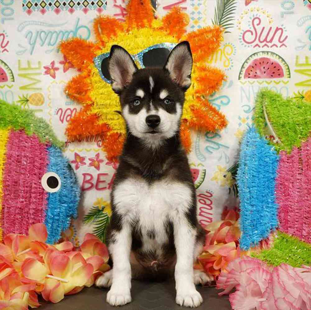 carousel pet images