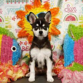 Alaskan Klee Kai