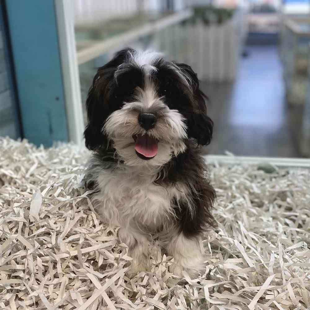 Male Shizapoo Puppy for Sale in Meridian, ID