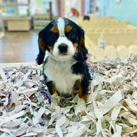 Cavalier King Charles Spaniel