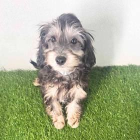 Chinese Crested Poo