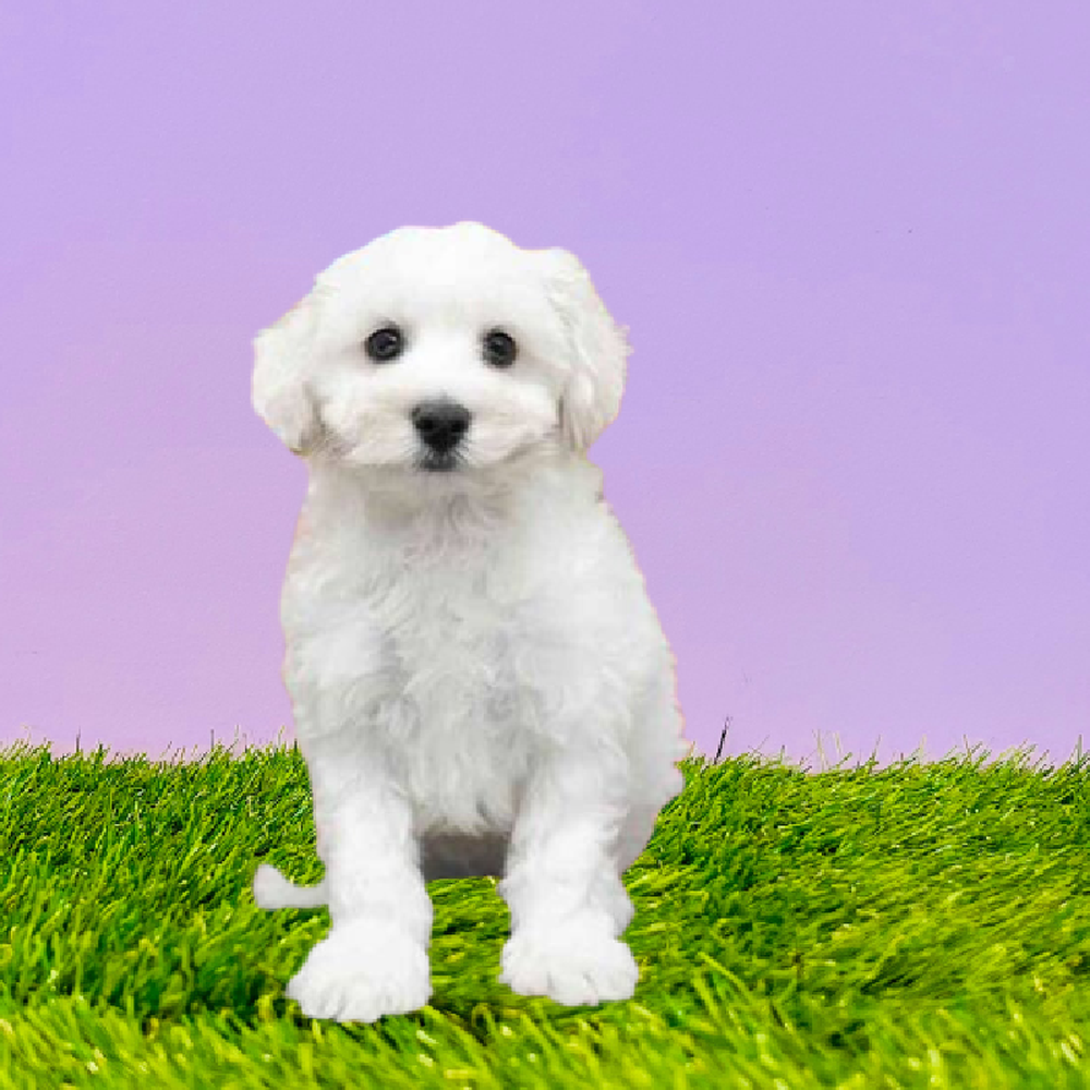 carousel pet images