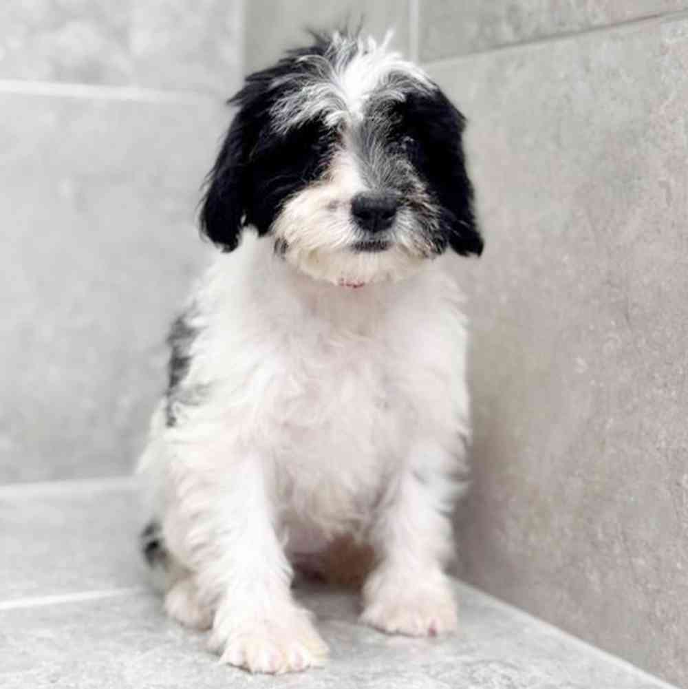 Image of a pet breed in the gallery