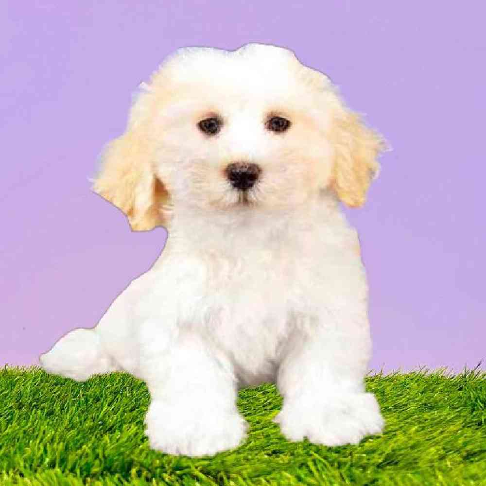 Male Lachon Puppy for Sale in Puyallup, WA
