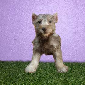 Mini Schnauzer