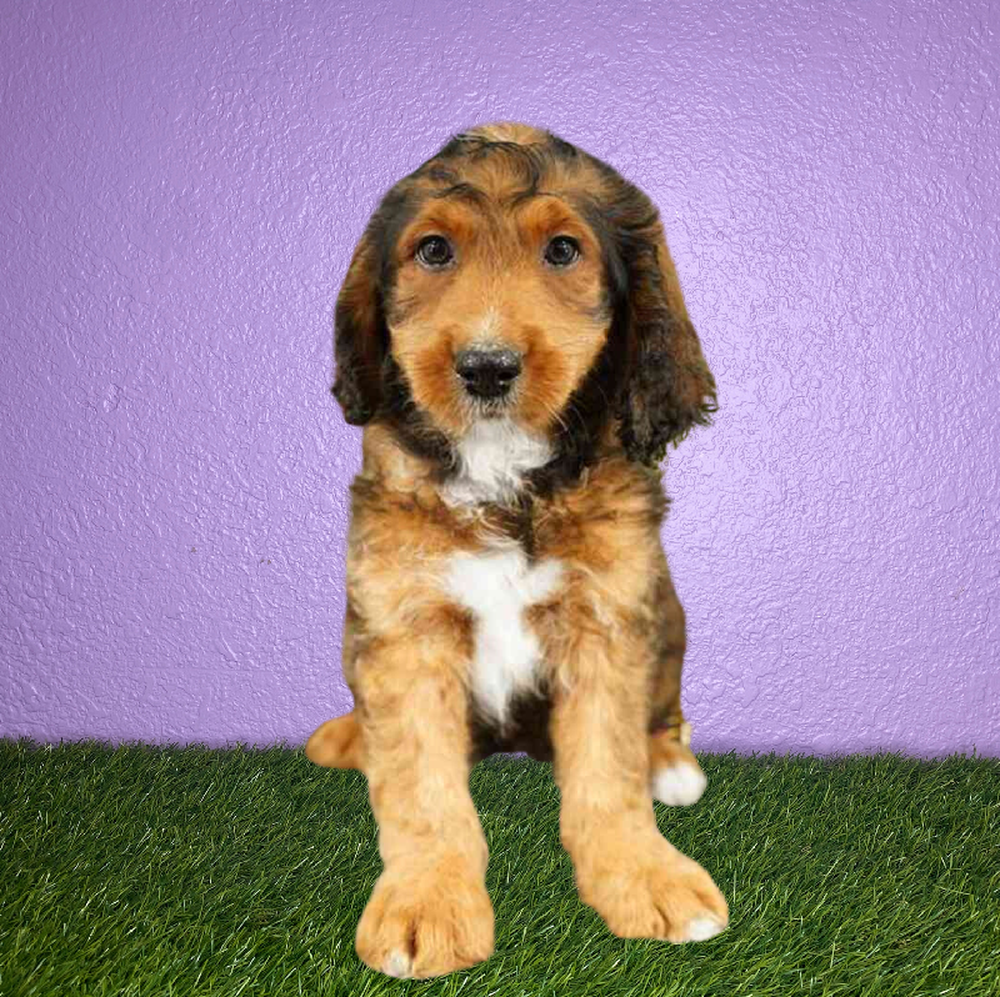 Male Bernedoodle Puppy for Sale in New Braunfels, TX