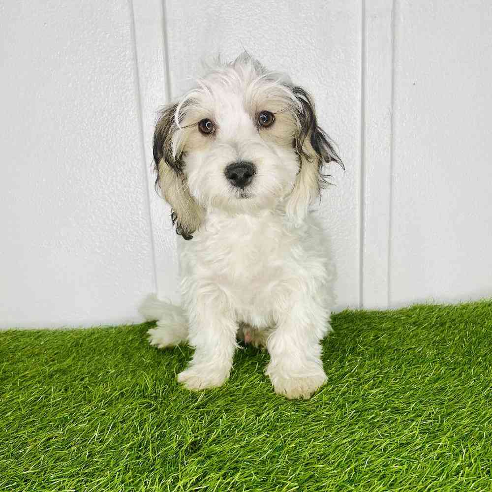 Image of a pet breed in the gallery