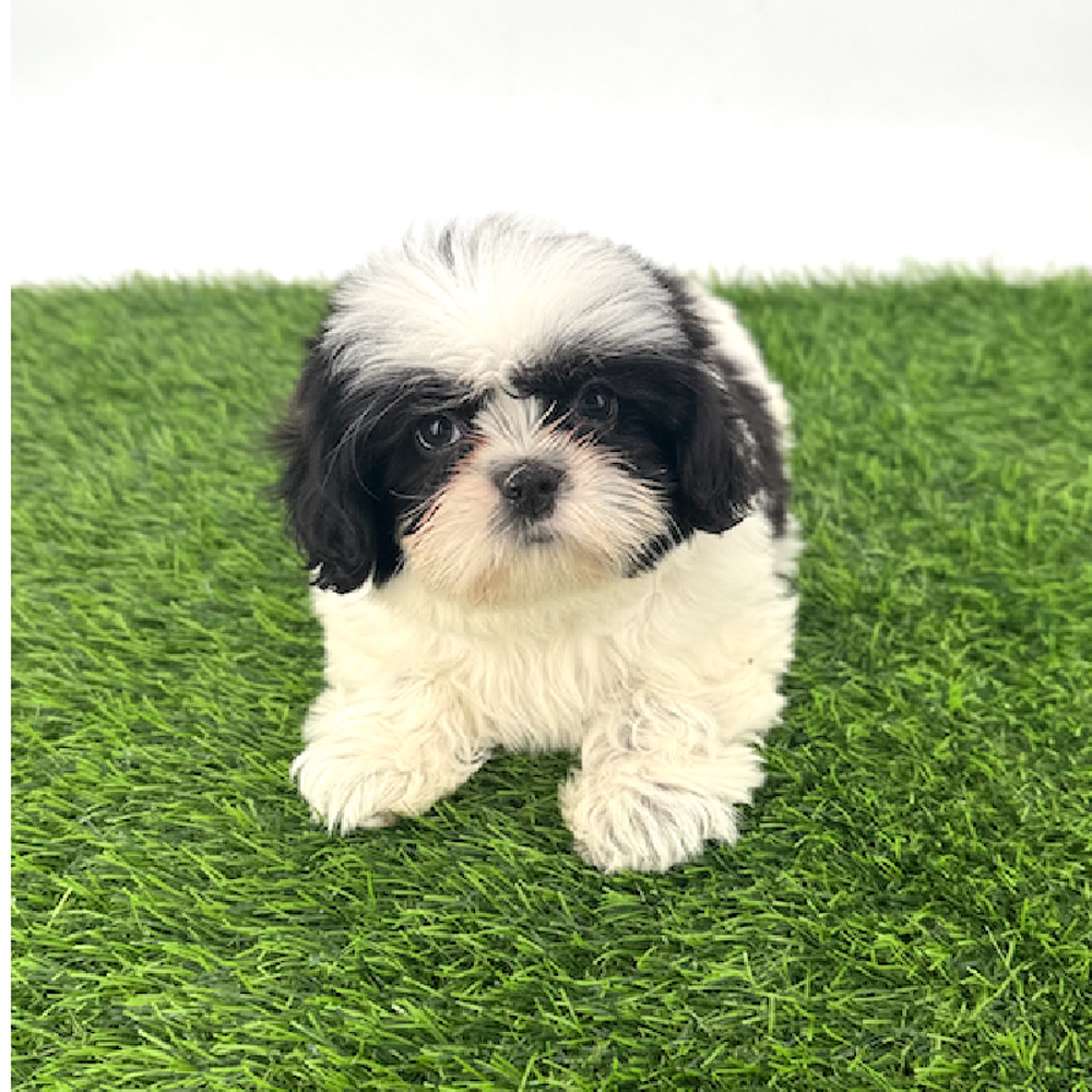 Image of a pet breed in the gallery