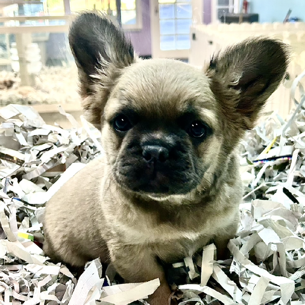 carousel pet images