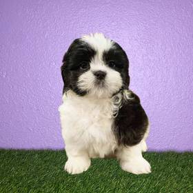 Shih Tzu