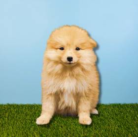 Pomeranian