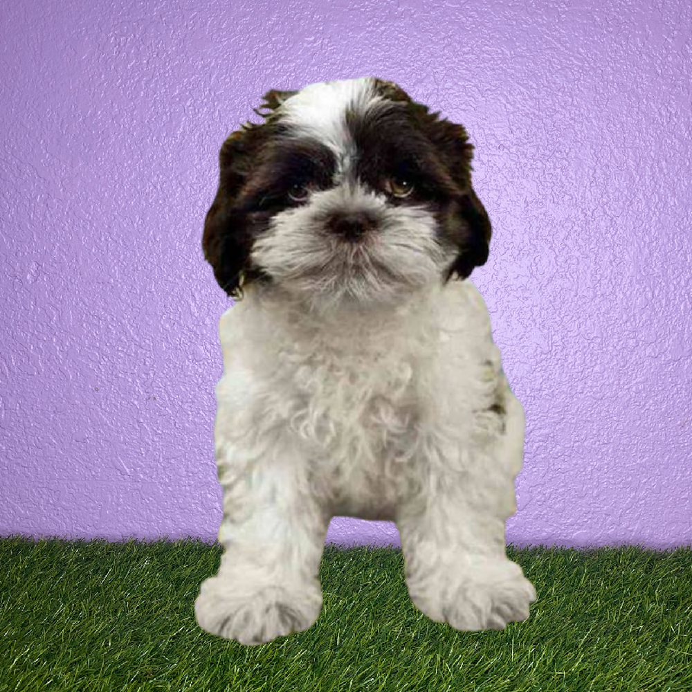 Male Shih Tzu Puppy for Sale in Pasadena, TX
