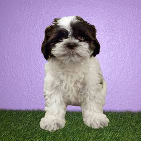Shih Tzu