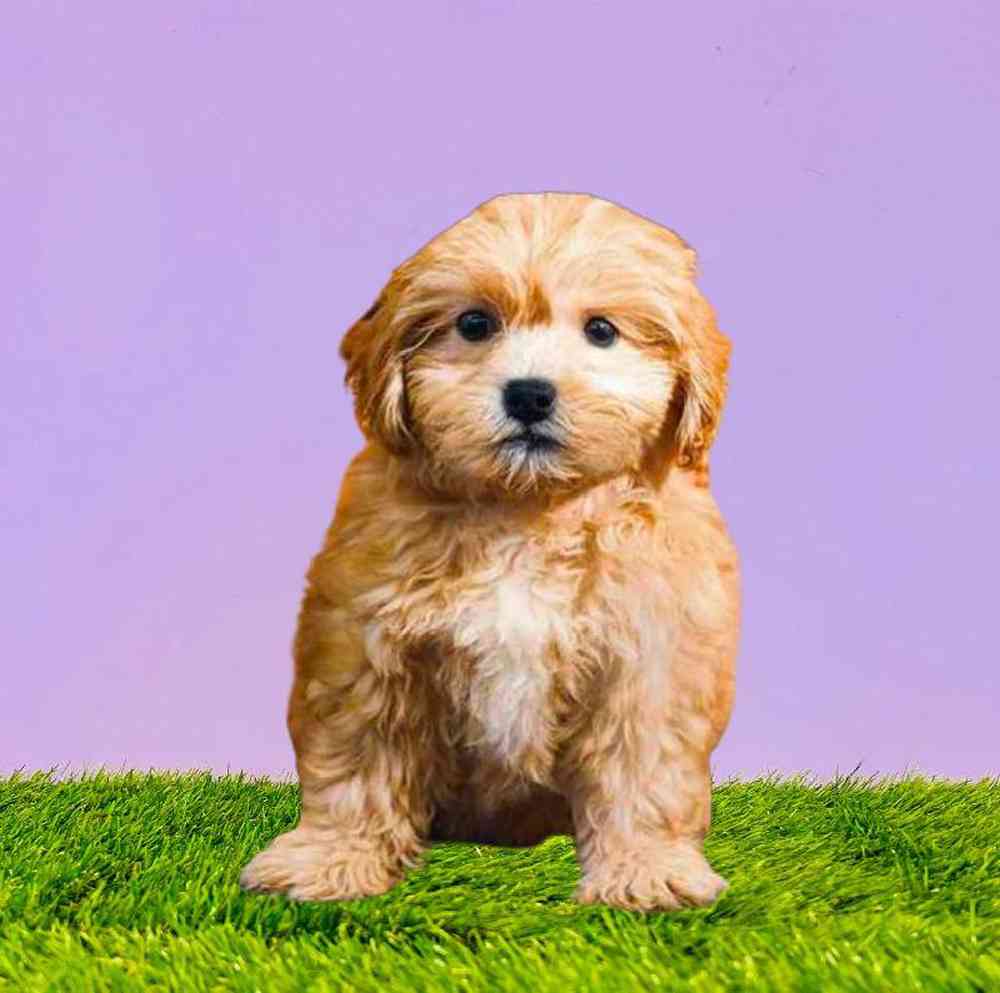 carousel pet images