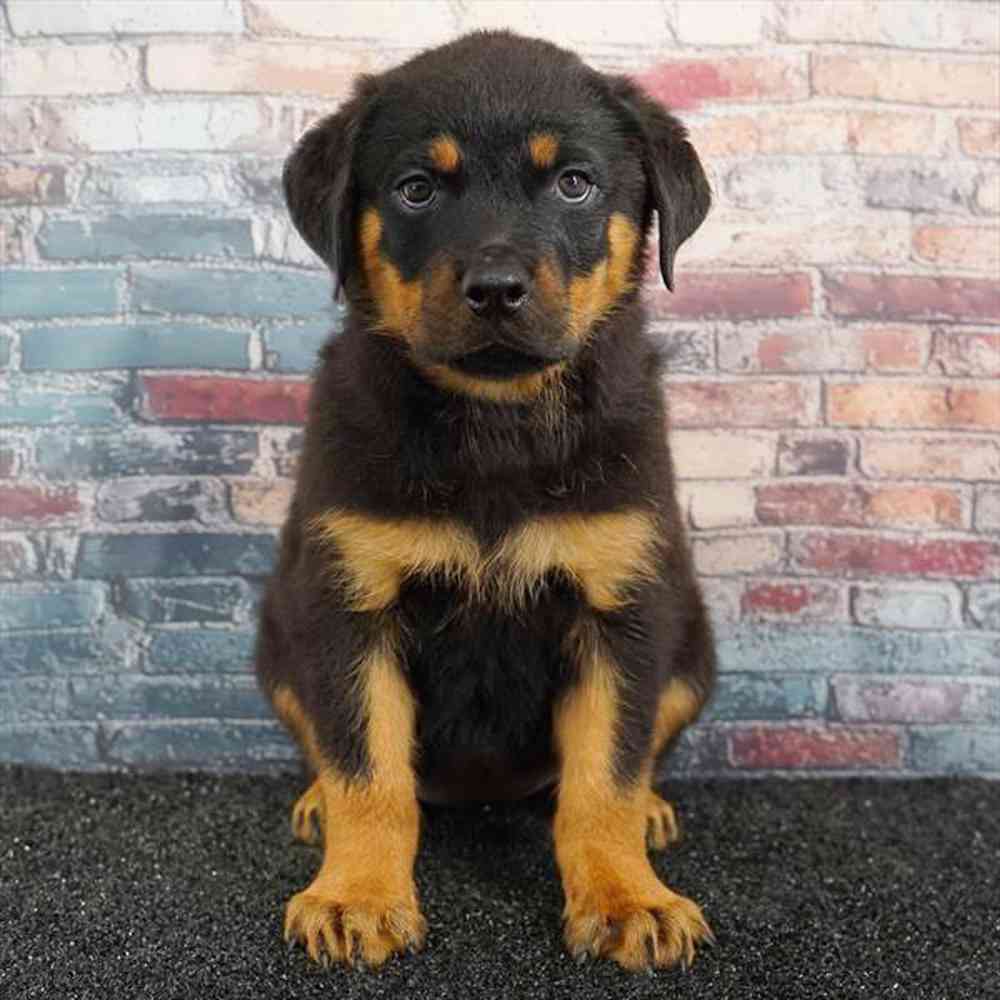 Image of a pet breed in the gallery