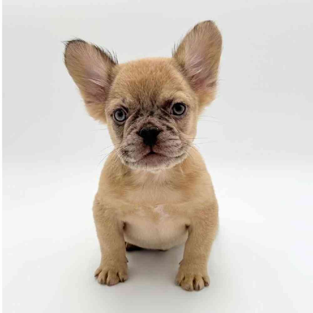 Image of a pet breed in the gallery