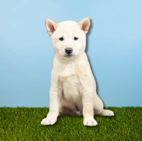 Shiba Inu