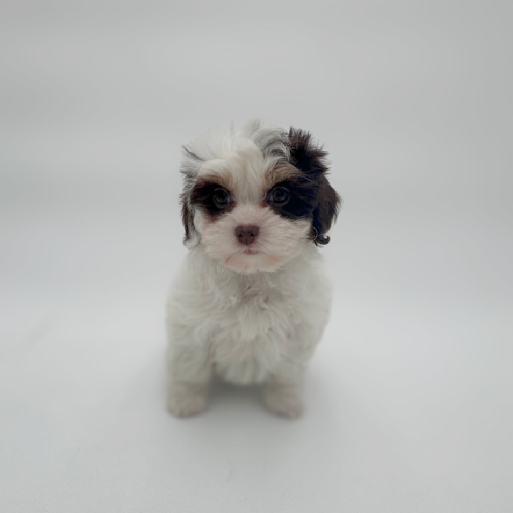 pet breed image
