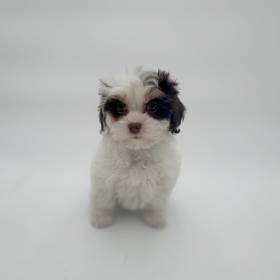 Shizapoo