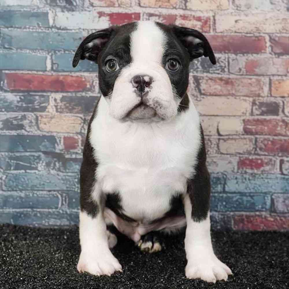 pet breed image