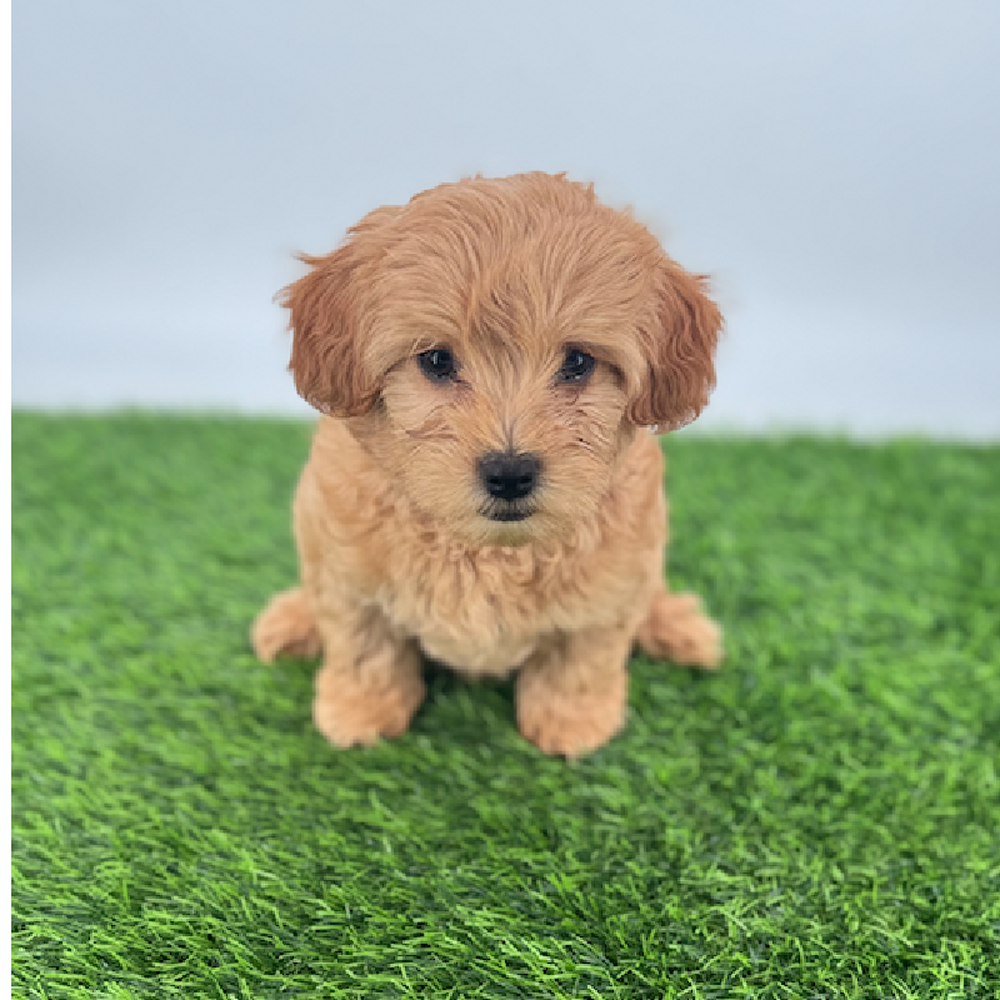 Image of a pet breed in the gallery