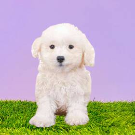 Bichon