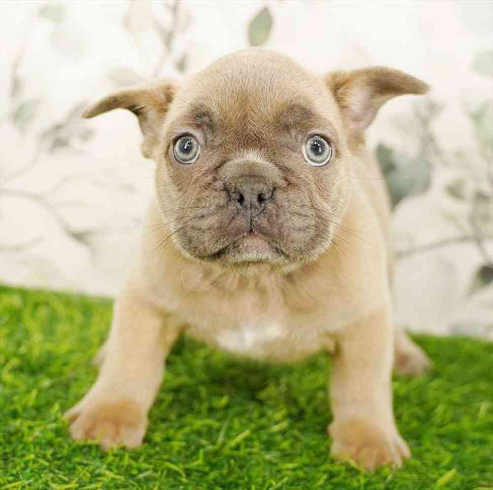 Image of a pet breed in the gallery