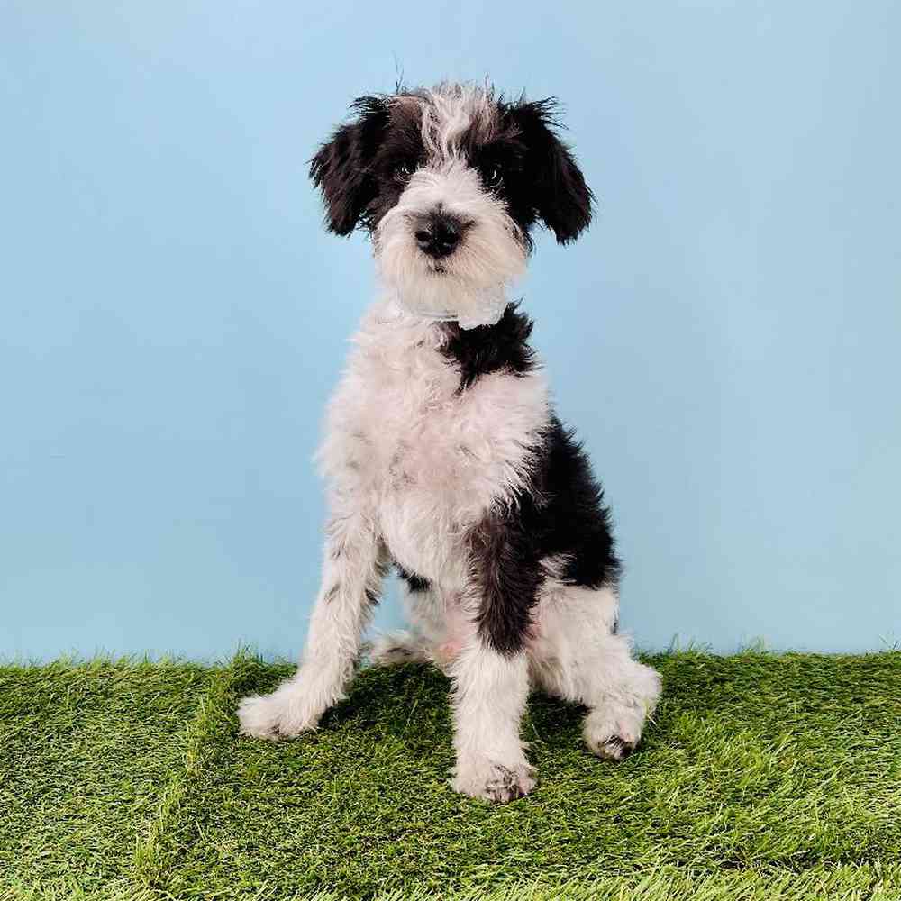 Image of a pet breed in the gallery