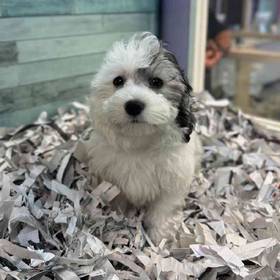 Coton De Tulear
