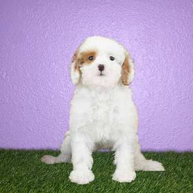 Poodle