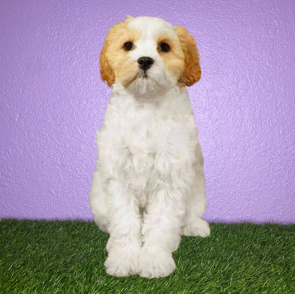 Female Cavachon Puppy for Sale in New Braunfels, TX