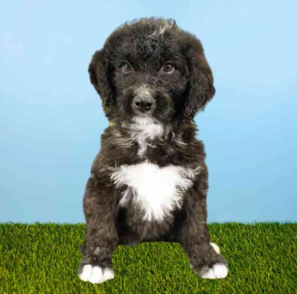 Male Bernedoodle Puppy for Sale in Meridian, ID