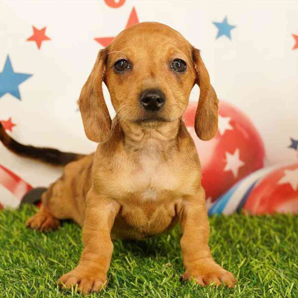 Image of a pet breed in the gallery