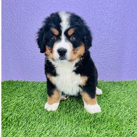 Bernese Mountain Dog