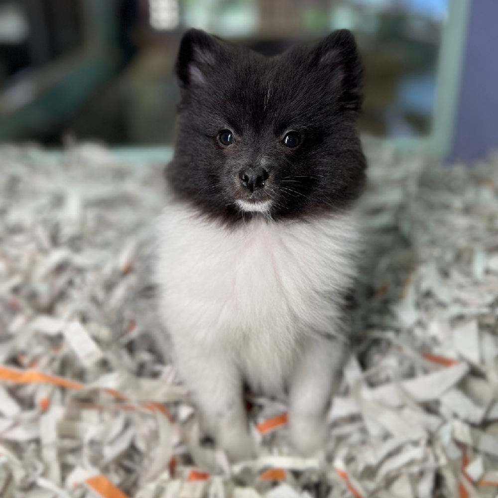 carousel pet images